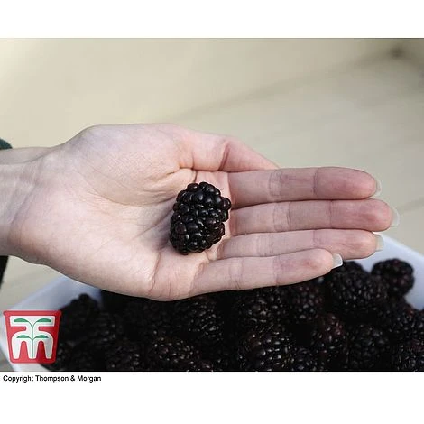 Blackberry 'Reuben' - Image 2