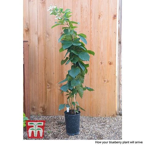 Blackberry 'Reuben' - Image 3