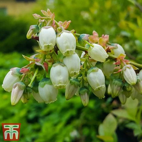 Blueberry 'Spartan' - Image 4