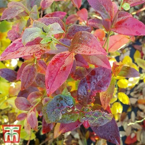 Blueberry 'Spartan' - Image 6