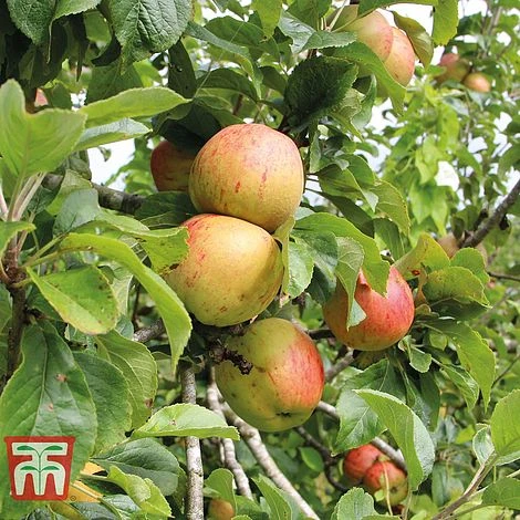 Apple 'Bramley's Seedling' - Image 2