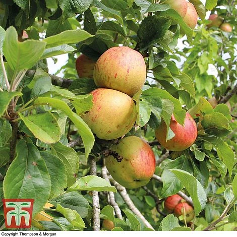Britains Favourite Apple Tree Collection - Image 3