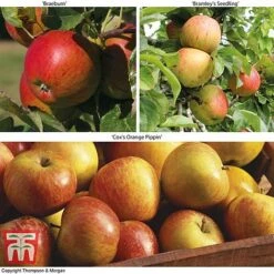 Britains Favourite Apple Tree Collection
