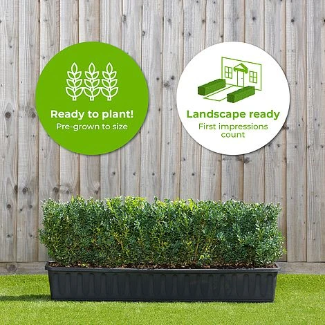 Buxus Instant Trough Hedge 1m (pre-grown) - Image 2