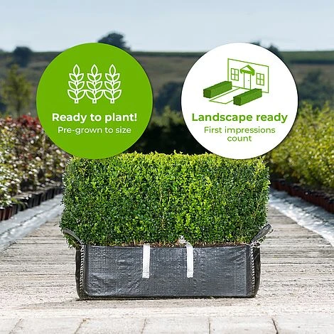 Common Box Ready Bag Instant Hedge 1m (pre-grown) - Image 2