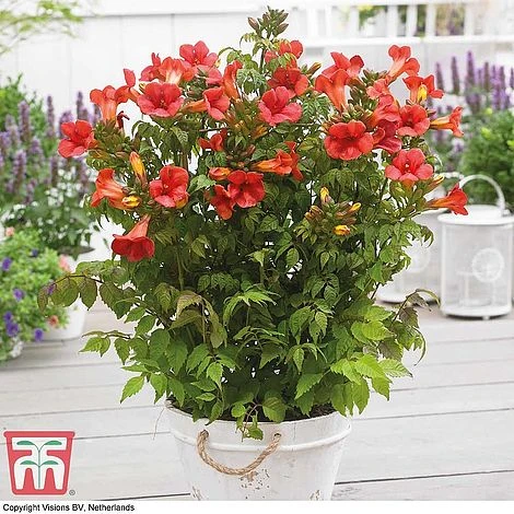 Campsis Trio - Image 3