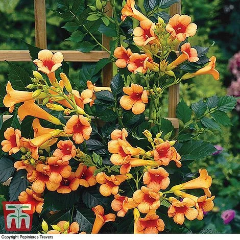 Campsis X Tagliabuana 'Indian Summer'