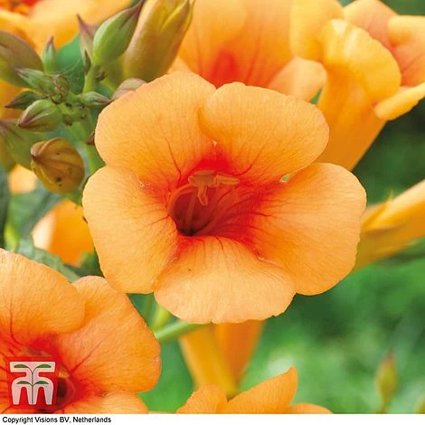 Campsis X Tagliabuana 'Indian Summer' - Image 4