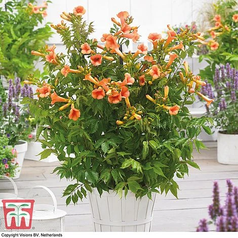 Campsis X Tagliabuana 'Indian Summer' - Image 2