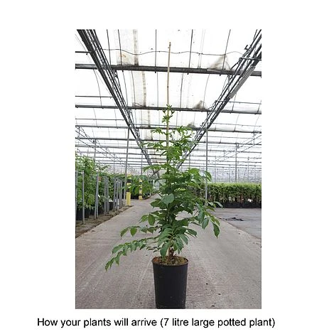 Campsis X Tagliabuana 'Yellow Trumpet' - Image 4