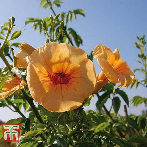 Campsis X Tagliabuana 'Yellow Trumpet' - Image 3