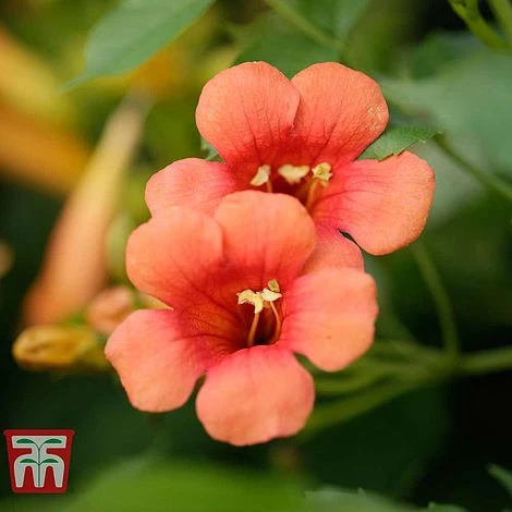 Campsis X Tagliabuana 'Madame Galen'