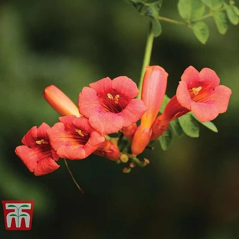 Campsis X Tagliabuana 'Madame Galen' - Image 2