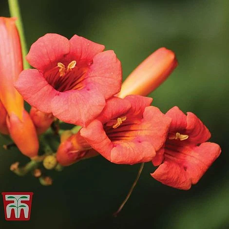 Campsis X Tagliabuana 'Madame Galen' - Image 3