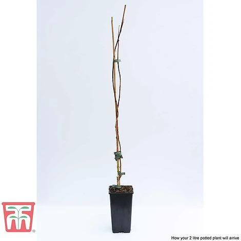 Campsis X Tagliabuana 'Madame Galen' - Image 4