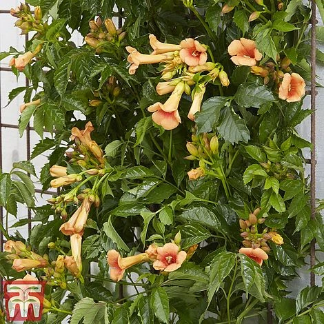 Campsis X Tagliabuana 'Indian Summer' - Image 6