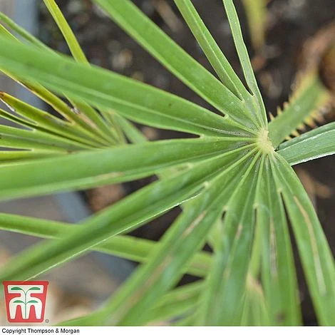 Chamaerops Humilis - Image 4
