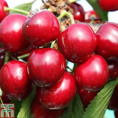 Cherry 'Sunburst' - Image 2