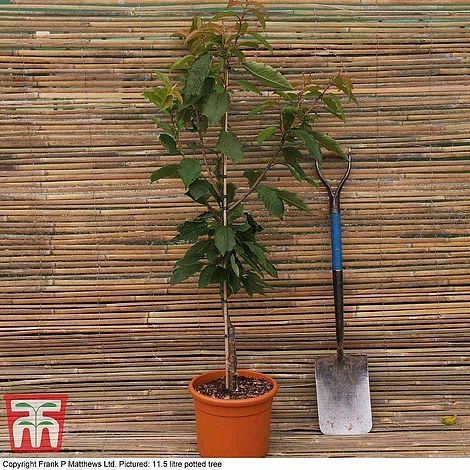 Cherry 'Sunburst' - Image 4