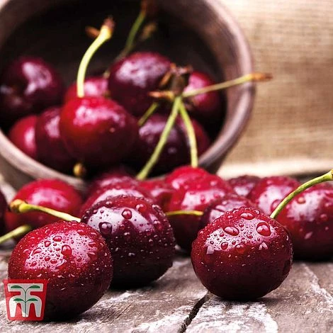 Cherry 'Sunburst' - Image 3