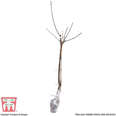 Cherry 'Sunburst' - Image 5