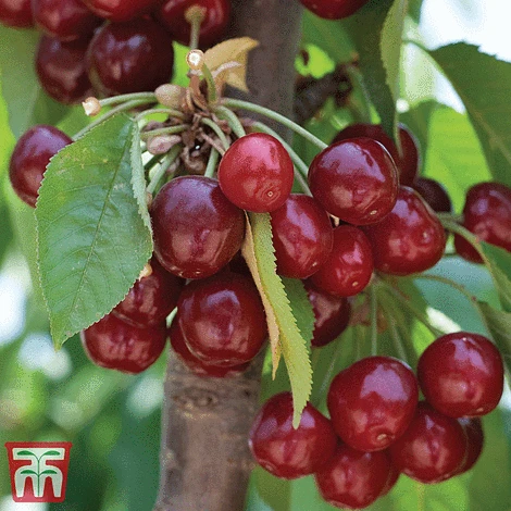 Favourite Fruit Tree Collection - Image 3