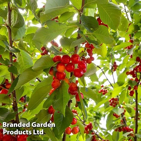 Cherry 'Sylvia' (Mini Fruit Tree) - Image 3