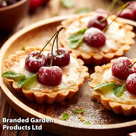 Cherry 'Sylvia' (Mini Fruit Tree) - Image 6