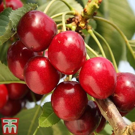 Cherry 'Summer Sun' - Image 2
