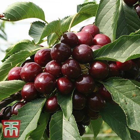 Cherry 'Kordia' - Image 3