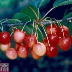 Cherry 'Merton Glory'