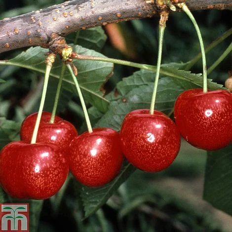 Cherry 'Morello' - Image 4