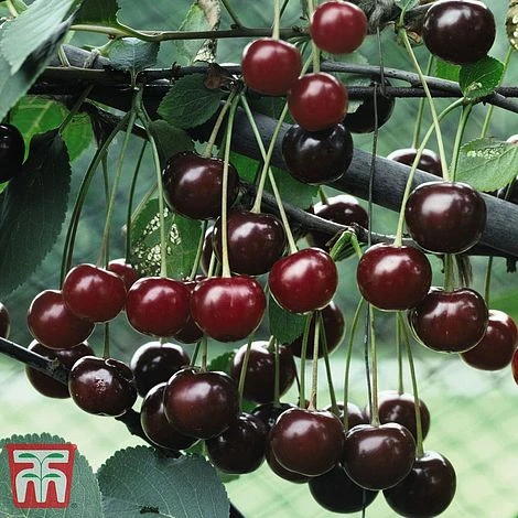 Cherry 'Morello' - Image 2
