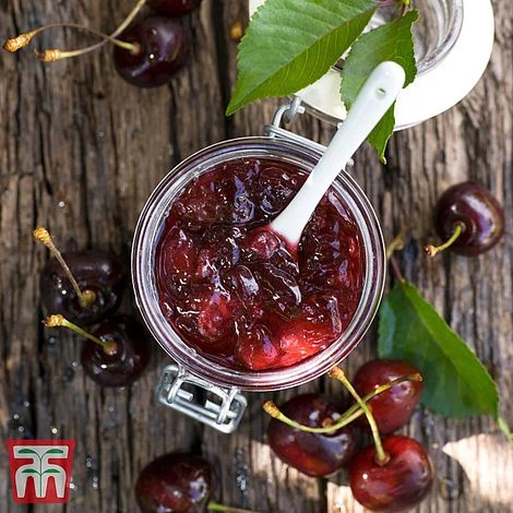 Cherry 'Morello' - Image 3