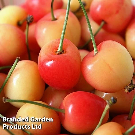 Cherry 'Bigarreau Napolean' - Image 2