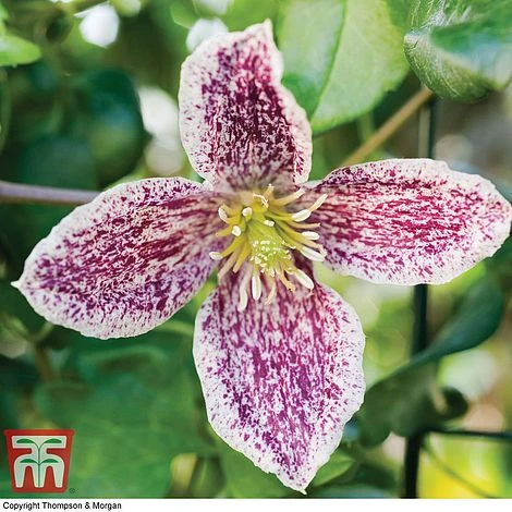 Clematis Cirrhosa Var. Purpurascens 'Freckles'