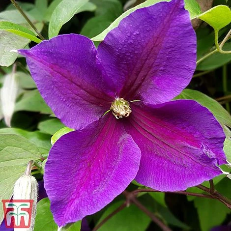 Clematis 'Jackmanii' - Image 2