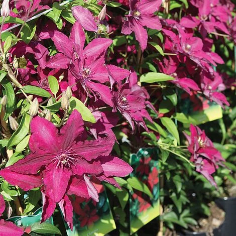 Clematis 'Rüütel' - Image 2