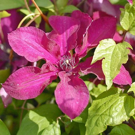 Clematis 'Westerplatte' - Image 2