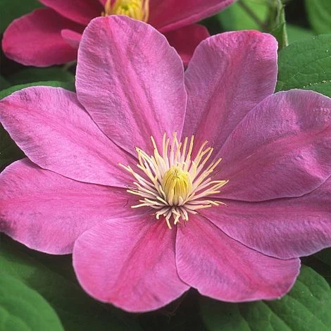 Clematis Abilene™ Evipo027
