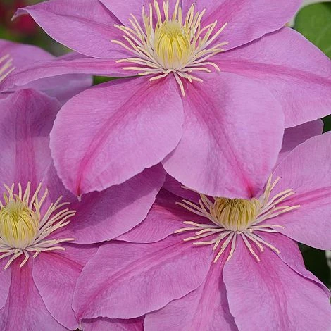 Clematis Alaina™ Evipo056 - Image 2
