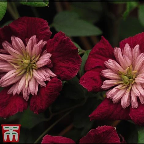 Clematis Avant-Garde™ Evipo033 - Image 2