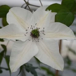 Clematis Pistachio&trade; Evirida