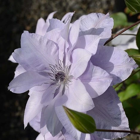 Clematis Reflections™ Evipo035 - Image 2