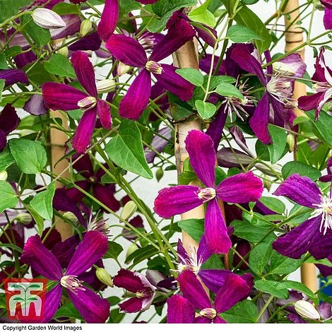 Clematis 'Sweet Summer Love' - Image 2