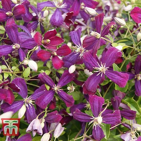 Clematis 'Sweet Summer Love' - Image 3