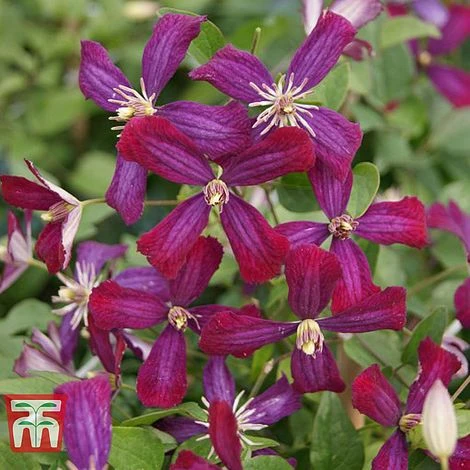 Clematis 'Sweet Summer Love' - Image 4