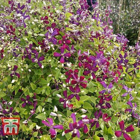 Clematis 'Sweet Summer Love' - Image 5