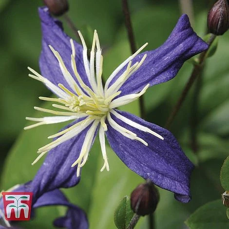Clematis X Aromatica - Image 2