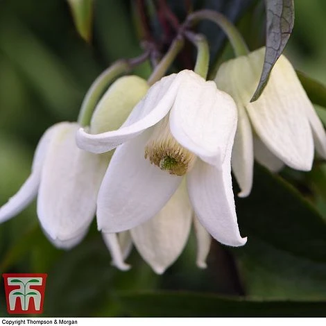 Clematis Urophylla 'Winter Beauty' - Image 2